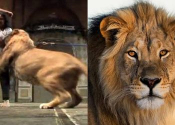 बेटे की जान बचाने बाघ से भिड़ गई जांबाज महिला, खबरों में अब है उनकी ही बहादुरी के चर्चे